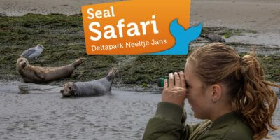 Afbeelding bij Private: Seal Safari